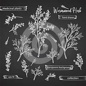 Set hand drawn of wormwood root, lives and flowers in white chalk style isolated on black background. Retro vintage