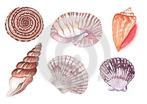 Set of hand-painted detailed seashell illustrations in warm colors.