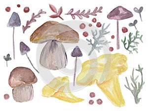 Set of hand painted watercolor mushrooms and lichens