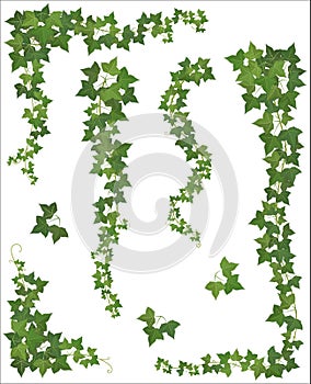 Set of Hanging branches of ivy on a white background