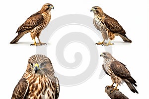 set of hawks isolated on white background