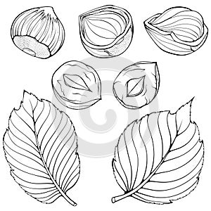 Set with hazelnuts with leaves line art