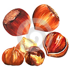 Set of hazelnuts, purified hazelnuts and shells, closeup nuts hazelnut snack isolated, hand drawn watercolor photo