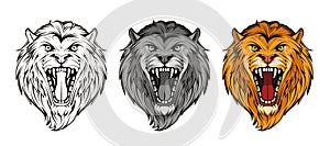 Set of head angry, roar lion. King lion.