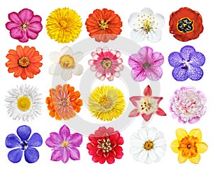 Set of heads of the flowers isolated