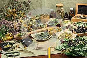 Set of healing herbs. Dried grass for use in alternative medicine