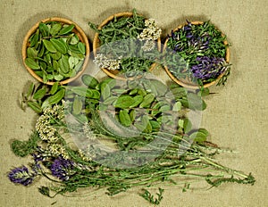 Set of healing herbs. Dry herbs. Herbal medicine, phytotherapy m photo