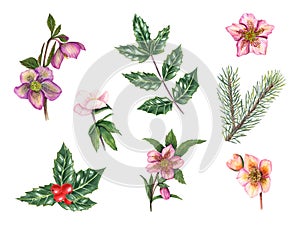 Set of hellebores, spruce branches, holly leaves. Spruce, pine, winter flowers, green leaves. Green ilex leaves with bunch of red