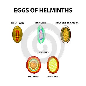 Set helminth eggs. Worms egg. Hepatic fluke, hepatic trematode, ascaris, pinworm. Trichuris trichiura. Infographics. Vector