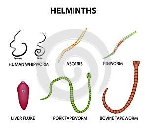 A set of helminths. roundworm, Ascaris, pinworms, bovine tapeworm, pork tapeworm, Whipworm, liver fluke. Infographics. Vector