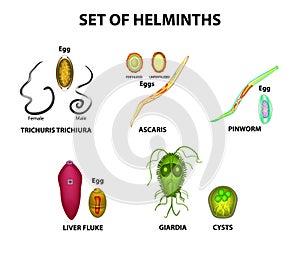 Set of helminths and their eggs. Worms. Hepatic fluke, hepatic trematode, ascaris, pinworm, lamblia, cyst of lamblia.