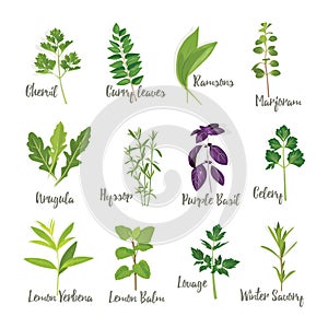 Set of herbs 2 isolated