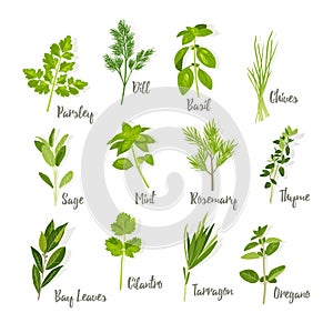 Set of herbs