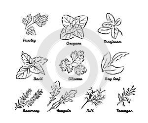 Set of herbs. Black and white vector illustration isolated. Outline leaves