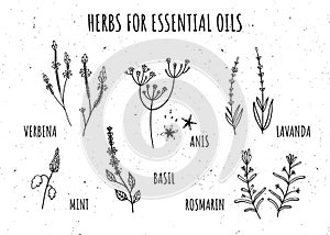 Set of herbs for essential oils. Hand-drawn style. Monochrome. Verbena, anise, Basil, rosemary, lavender, mint. Isolate