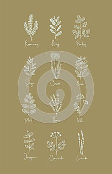 Set of Herbs - 12 Hand Drawn Boho Style Vectors Including Rosemary, Bay, Parsley, Chives, Basil, Mint, Thyme, Lavender, and More