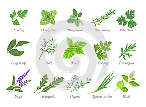 Set of herbs and seasoning isolated. Vector cartoon flat illustration.