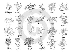 Set of Herbs and spices hand drawn illustrations.