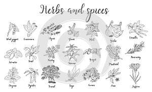 Set of Herbs and spices hand drawn vector.