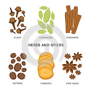 Set of Herbs and Spices. Organic and healthy food isolated element Vector illustration.