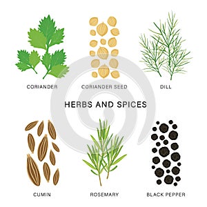Set of Herbs and Spices. Organic and healthy food isolated element Vector illustration.