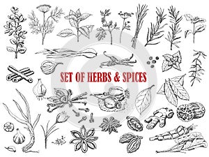 Set of Herbs and spices in sketch style