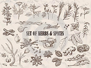 Set of Herbs and spices in sketch style