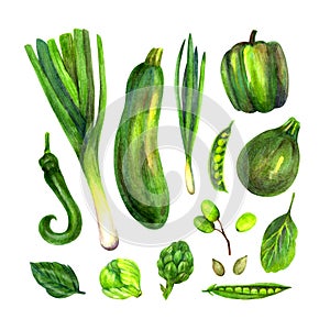 Set with herbs and vegetables drawn with watercolor and colored pencils.