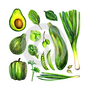 Set with herbs and vegetables drawn with watercolor and colored pencils.
