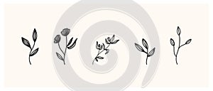 Set of herbs and wild flowers. Hand drawn floral elements. Vector illustration
