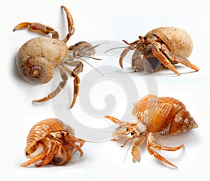 Set of Hermit Crabs from Caribbean Sea