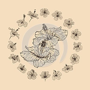 Set Hibiscus flower collection vector illustration