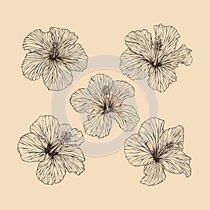 Set Hibiscus flower collection vector illustration with line art nature