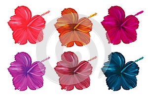Set of hibiscus flowers in different shades isolated on a white background. Exotic tropical plants. Watercolor