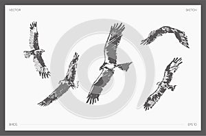 Set of high detail hand drawn vector flying eagles