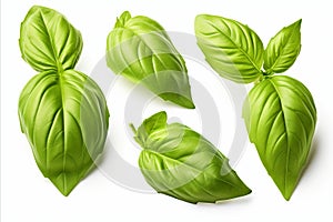 Set of high detailed fresh green basil leaves in herb garden, isolated on white background