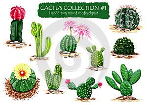 Set of High Quality Hand drawn Cactus Plants Clipart for multiple design projects