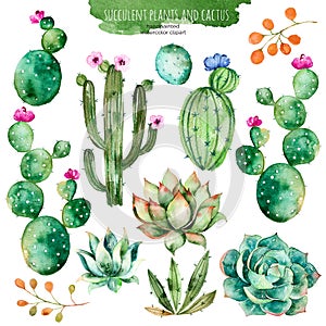 Set of high quality hand painted watercolor elements for your design with succulent plants, cactus and more. photo