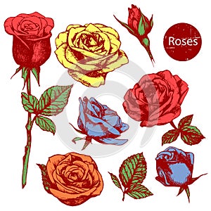 Set of highly detailed colorful hand-drawn roses.