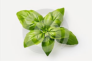 Set of highly detailed fresh green basil leaves grown in a herb garden isolated on white background