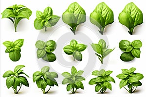 Set of highly detailed fresh green basil leaves grown in a herb garden, isolated on white background