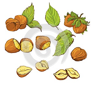 Set of highly detailed hand drawn hazelnuts isolat