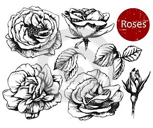 Set of highly detailed hand drawn roses. photo