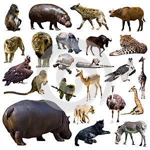 Set of hippo and other African animals. Isolated