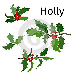 Set of holly branches. Vector hand-drawn ink illustration on white background. Bright christmas set