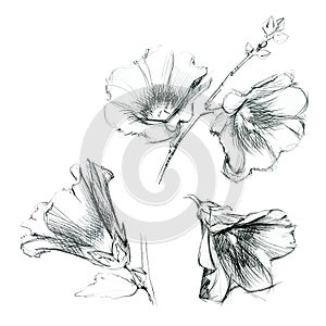 Set of hollyhock flowers. Hand drawn sketch by ink.
