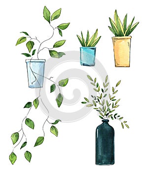 Set of home plants in pots and vase, watercolor sketch