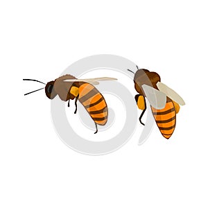 Set of honey bees isolated icon.