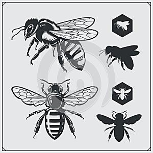 Set of honey emblems and design elements. Honeycombs, bee silhouettes. photo