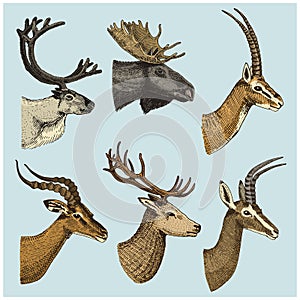 Set of Horn, antlers Animals moose or elk with impala, gazelle and greater kudu, fallow deer reindeer and stag, doe or